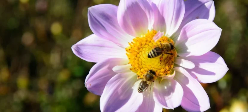 Noch immer kein Futter für die Bienen?